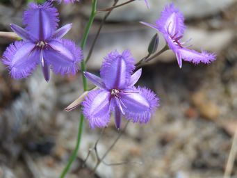 341_thysanotus_tenellus_img_3422.jpg