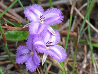 341_thysanotus_tenellus_img_3807c.jpg