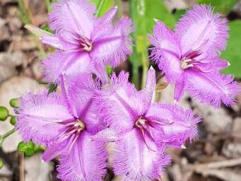 341_thysanotus_thyrsoideus_8312278762646294348_c.jpg