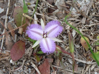 341_thysanotus_thyrsoideus_img_2317c.jpg