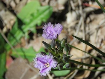 341_thysanotus_trandrus_img_3335.jpg