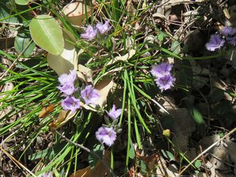 341_thysanotus_trandrus_img_3337.jpg