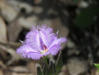 341_thysanotus_triandrus_img_3256.jpg