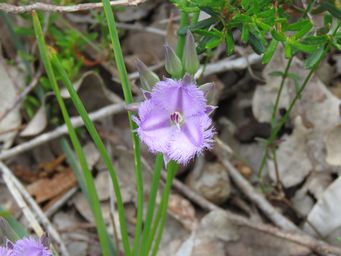 341_thysanotus_triandrus_img_3512.jpg