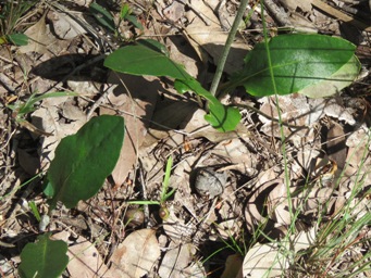 341_trichocline_spathulata_foliage_img_3313c.jpg