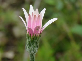 341_trichocline_spathulata_img_4811.jpg