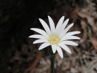 341_trichocline_spathulata_img_4822.jpg