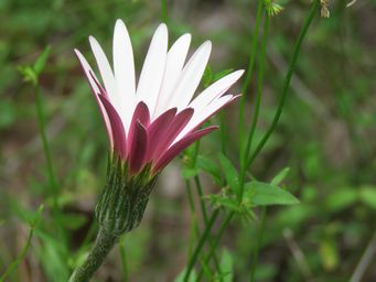 341_trichocline_spathulata_img_4825.jpg