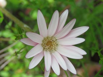341_trichocline_spathulata_img_4828.jpg