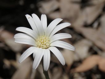 341_trichocline_spathulata_img_7833.jpg