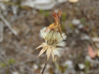 341_trichocline_spathulata_seeds_img_0780.jpg