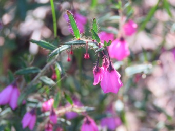 341tetratheca_img_5609.jpg