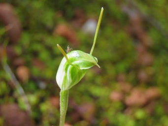 341x1_snails_img_4501.jpg