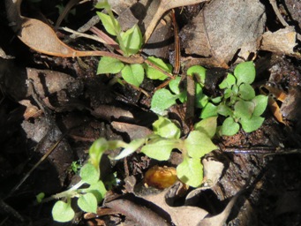 341x2_snails_img_4509c.jpg
