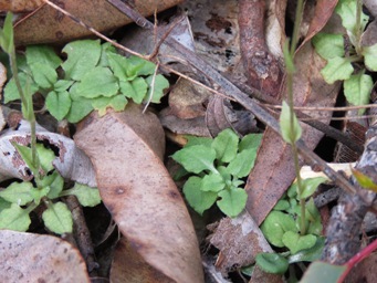 341x4_snails_img_4545.jpg