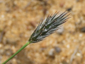 341xneurachne_alopecuroidea_img_6339c.jpg