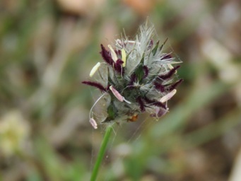 341xneurachne_alopecuroidea_img_7085c.jpg