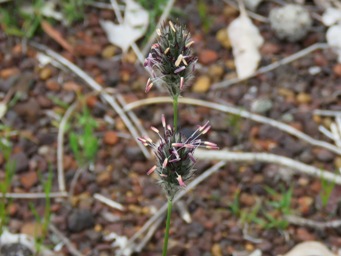 341xneurachne_alopecuroidea_img_7357c.jpg