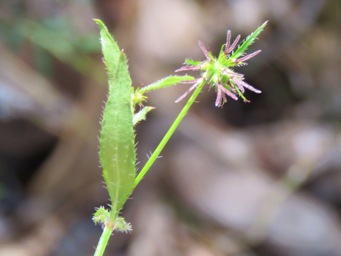 341xopercularia_hispidula_img_8061c.jpg