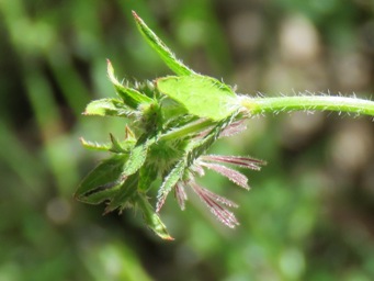 341xopercularia_hispidula_img_8064c.jpg