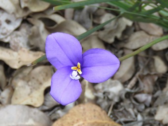 341xpatersonia_occidentalis_img_7411c.jpg