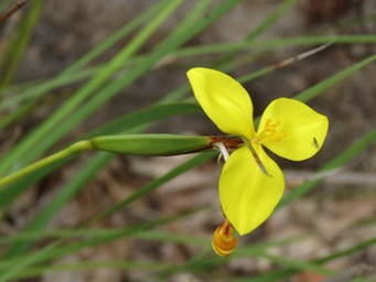 341xpatersonia_umbrosa_img_7255.jpg