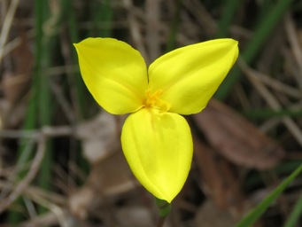 341xpatersonia_umbrosa_img_7256c.jpg