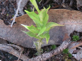 341xpterostylis_barbata_foliage_img_5771c.jpg