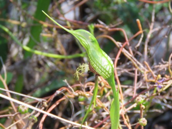 341xpterostylis_barbata_img_5800c.jpg