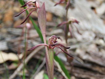 341xpyrorchis_nigricans_img_5551.jpg