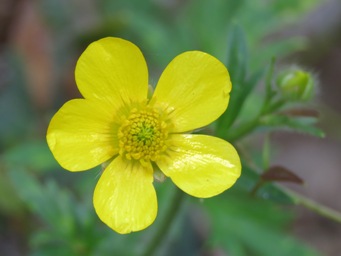 341xranunculus_img_8498c.jpg