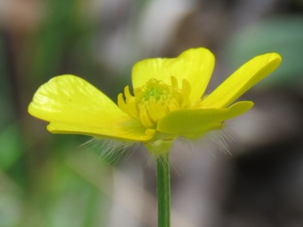341xranunculus_img_8500.jpg