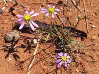 341xroebuckiella_ciliocarpa_img_3377cc.jpg