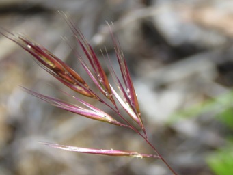 341xrytidosperma_caespitosum_img_8442c.jpg