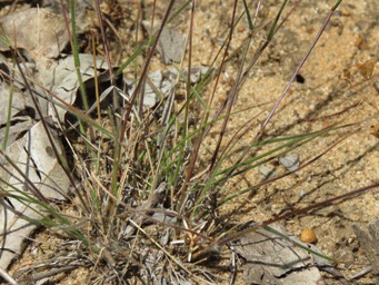341xrytidosperma_caespitosum_img_8447.jpg