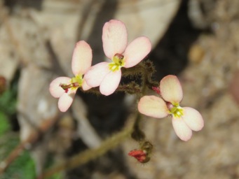 341xsalmon_pink_stylidium_ciliatum_img_8468c.jpg