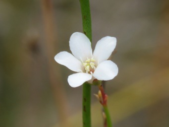 341xsamolus_juncea_img_0354c.jpg