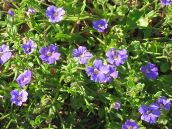 341xscaevola_calliptera_img_8548.jpg