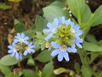 341xscaevola_nitida_dscf3187c.jpg