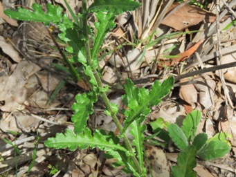 341xsenecio_glomeratus_subsp_glomeratus__img_8483.jpg