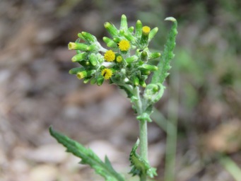 341xsenecio_glomeratus_subsp_glomeratus_img_8482c.jpg