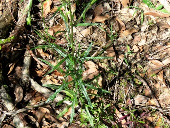 341xsenecio_hispidulus_img_6027.jpg