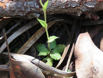 341xsnail_foliage_img_3694a.jpg