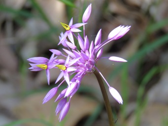 341xsowerbaea_laxiflora_img_6754c.jpg