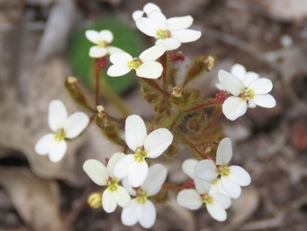 341xstylidium_ciliatum_img_7328c.jpg