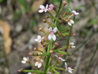 341xstylidium_crassifilium_img_7735c.jpg