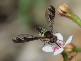 341xstylidium_crassifilium_with_pollinator_img_7736c.jpg