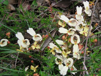 341xstylidium_schoenoides_img_7035c.jpg