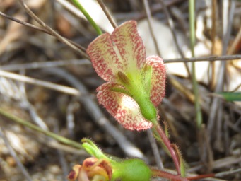 341xstylidium_schoenoides_img_7673c.jpg