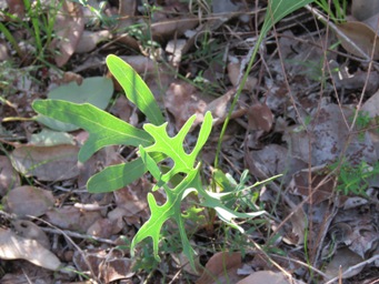 341xsynaphea_img_4258.jpg